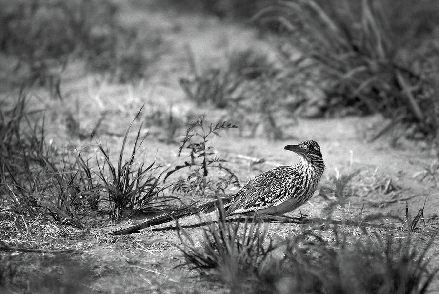 Looking Around - Roadrunner, Briscoe County, Texas Photograph by Richard Porter