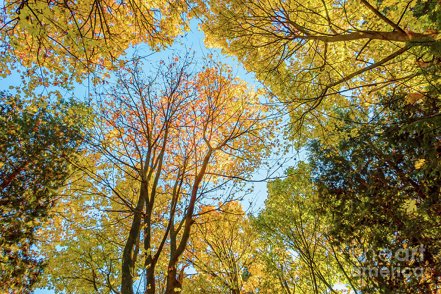 Looking At The Blue Sky Through The Autumn Leaves Photograph