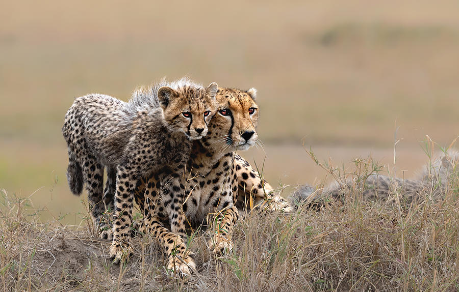 Cheetah Photograph - Looking  At  The Distant Together by Jie  Fischer