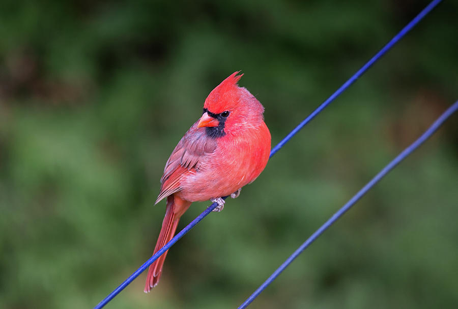 Cardinal Photograph - Looking Back - Northern Cardinal - Cardinalis cardinalis by Spencer Bush