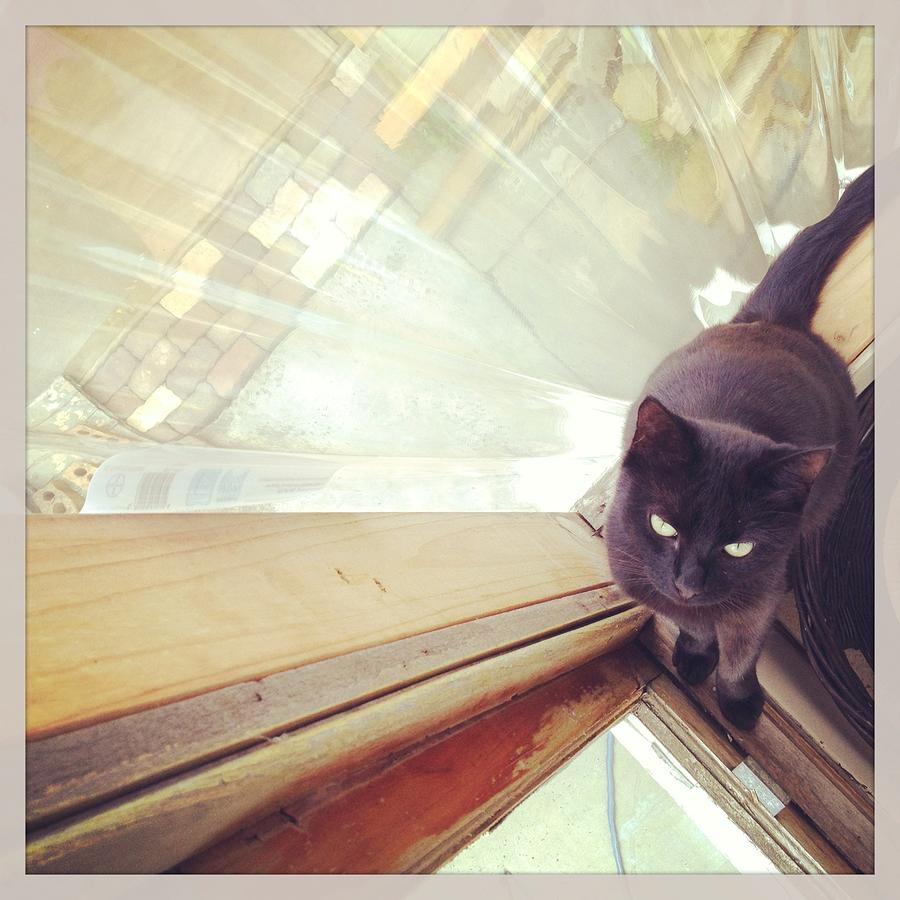 Looking Down At Black Cat Sitting Photograph by Jodie Griggs