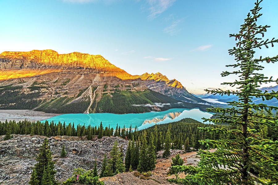 Looking Down on Peyto Lake Banff National Park Canada Pine Tree Sunrise Photograph by Toby McGuire