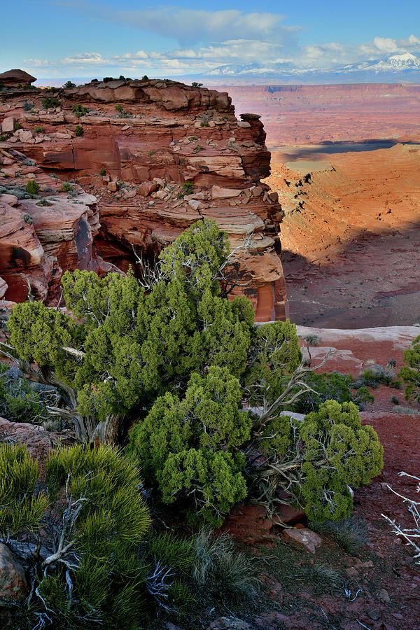 Looking East from Grand View Point in Canyonlands Photograph by Ray Mathis