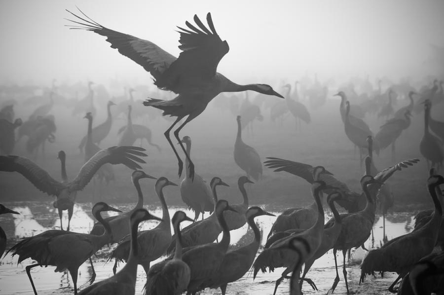 Bird Photograph - Looking For A Place... by Ronen Rosenblatt
