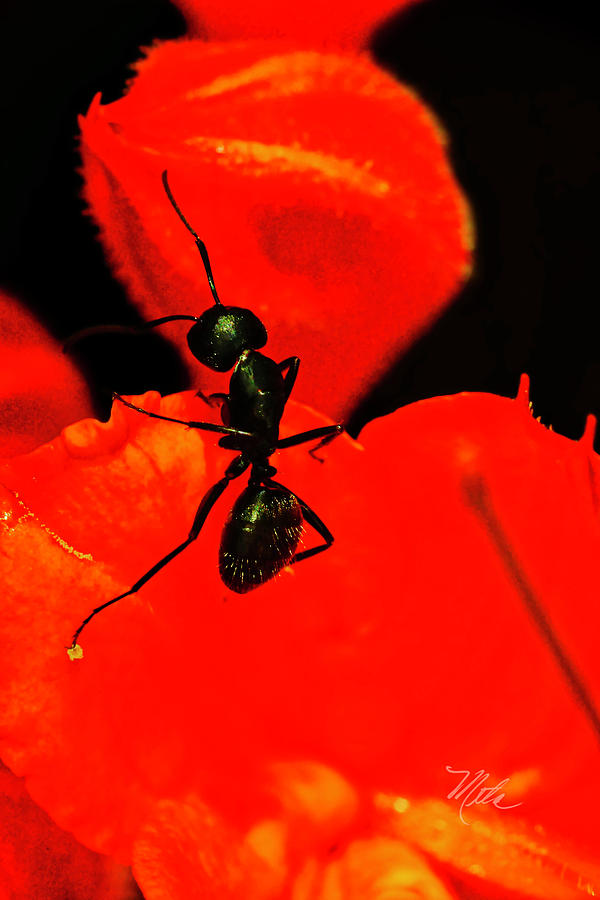  Looking for my Friend Ant Closeup Photograph by Meta Gatschenberger