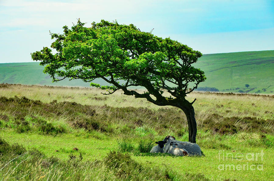 Looking for Shade in Exmoor Photograph by Sabine Jacobs