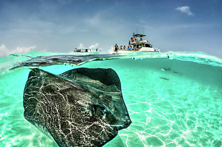 Looking For Stingrays Photograph by Extreme-photographer