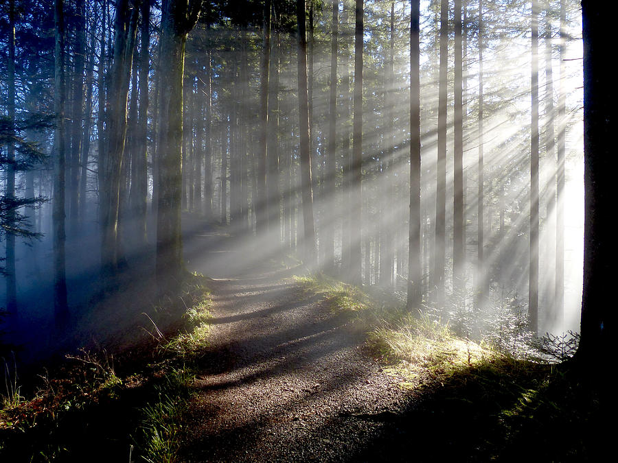 Looking For The Light Photograph by Svetlana Povarova Ree - Fine Art ...