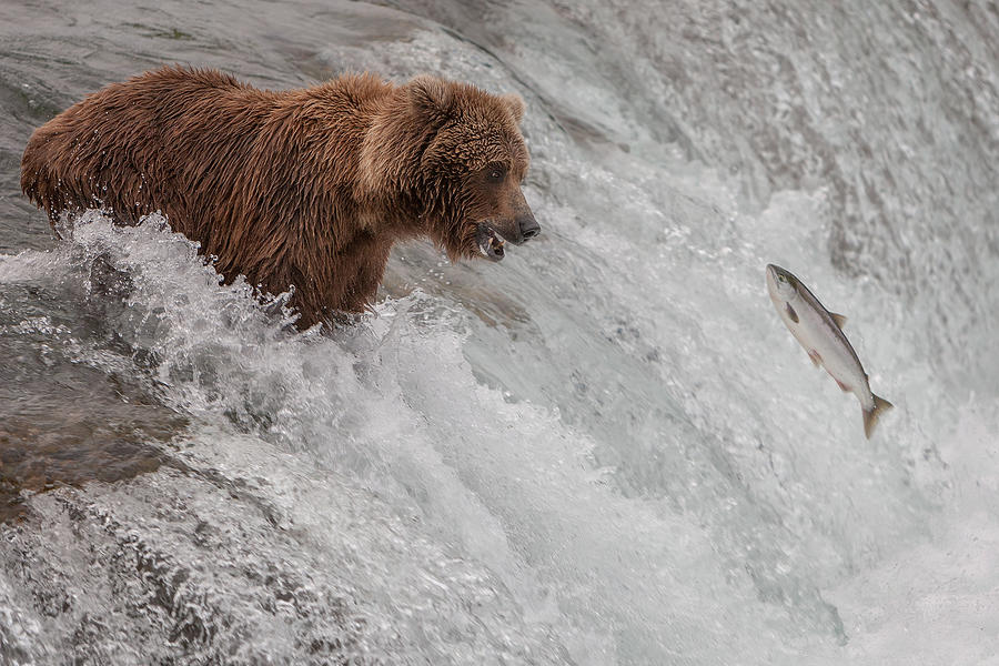 Salmon Photograph - Looking For You by Nick Kalathas