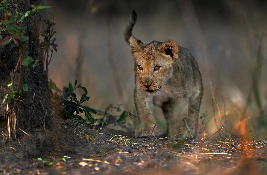 Lion Photograph - Looking In The Bush by Giuseppe Damico