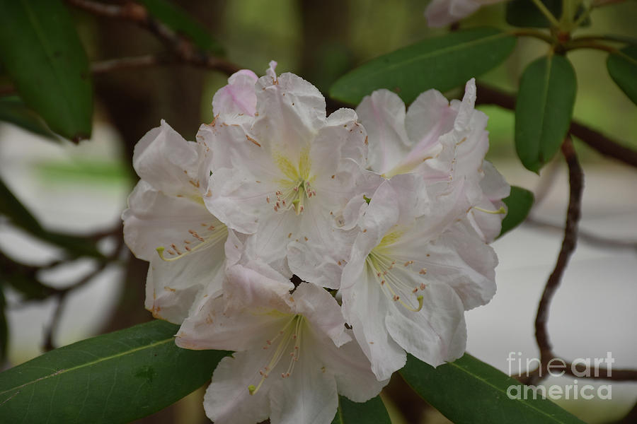 Looking into Flowering White Rhododendron Blossoms in the Spring Photograph by DejaVu Designs