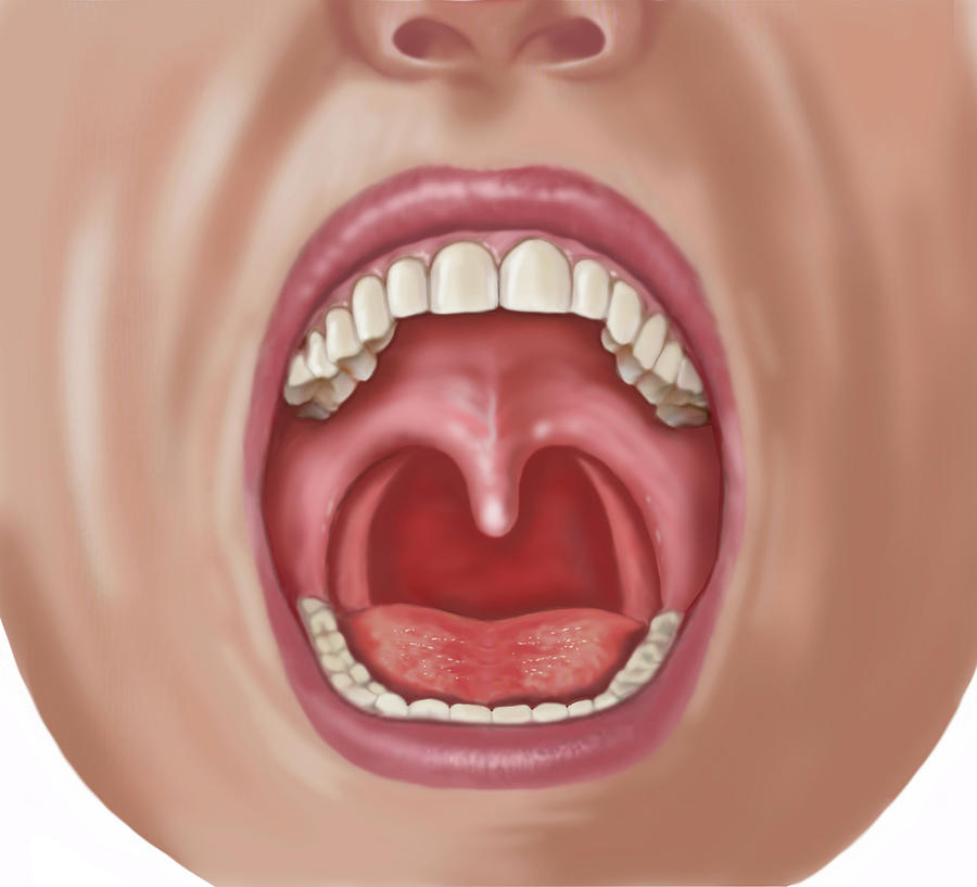 Looking Into Open Mouth Showing Uvula Photograph by Elise Walmsley Mac-Wha