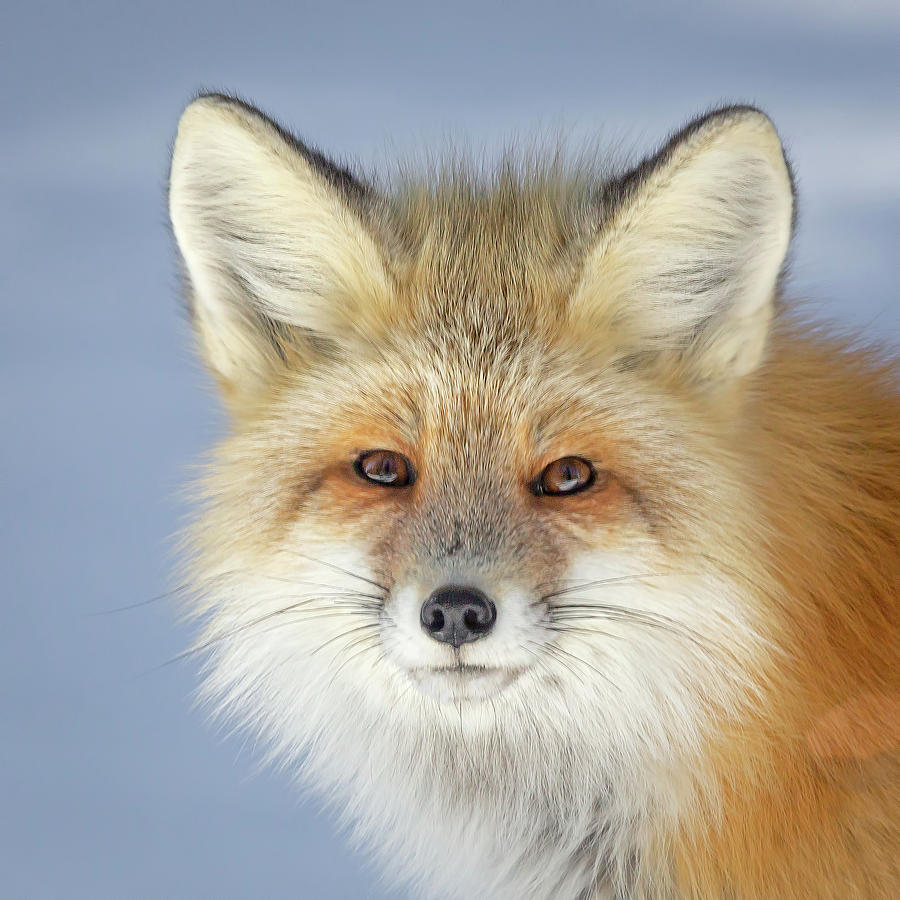 Looking into the Eyes of a Fox Photograph by Jack Bell
