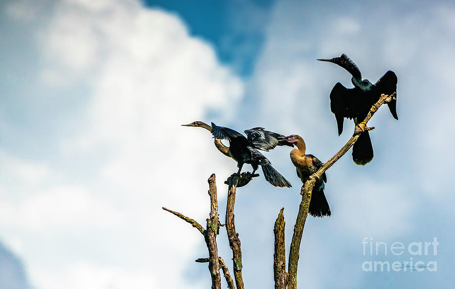 Wildlife Photograph - Looking Into The Wind by Marvin Spates
