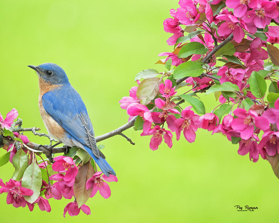 Bluebird Photograph - Looking Left by Peg Runyan
