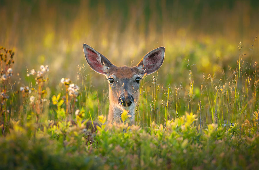 Deer Photograph - Looking by Nick Kalathas
