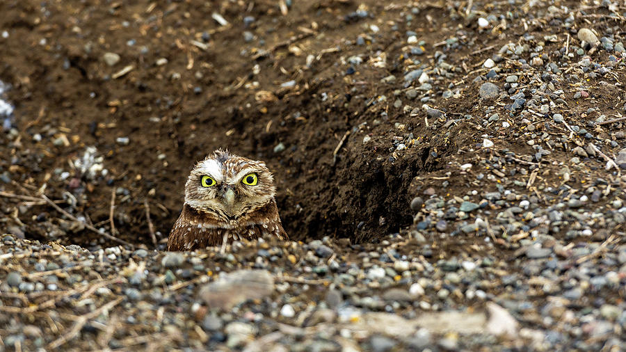 Looking Out His Front Door by Jack Peterson Looking Out His Front Door by Jack Peterson