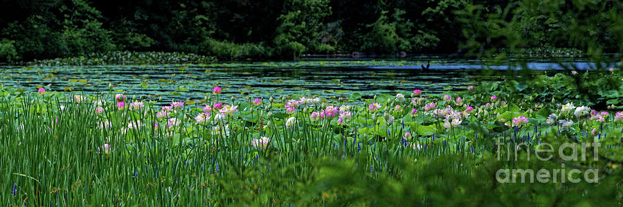 Looking Over The Lotus Pond Photograph