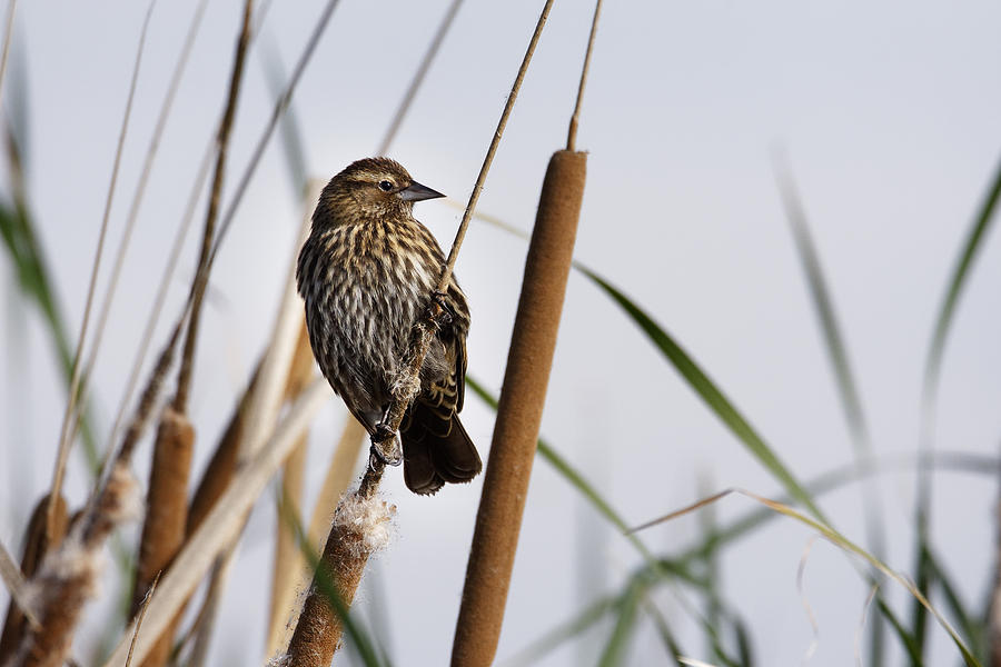 Looking Over The Marsh -- Female Red-Winged Blackbird at Merced National Wildlife Refuge, California Photograph by Darin Volpe
