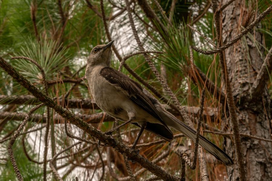 Animals Photograph - Looking by Ric Schafer Animals Photograph - Looking by Ric Schafer