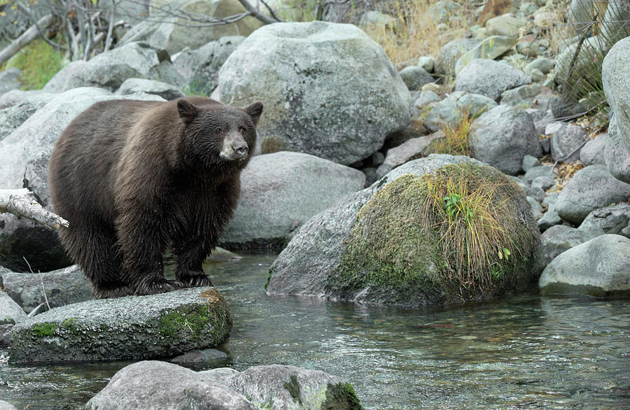 Black Bear Photograph - Looking Through Your Eyes by Dennis Bolton Black Bear Photograph - Looking Through Your Eyes by Dennis Bolton