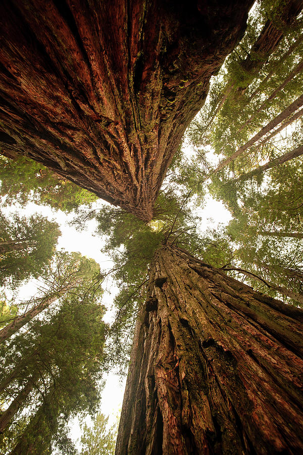 Looking Up At A Dense Sequoia Forest Photograph by Pgiam