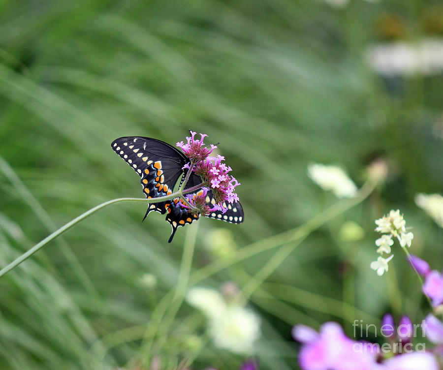 Looking up at Black Swallowtail Butterfly Photograph by Karen Adams