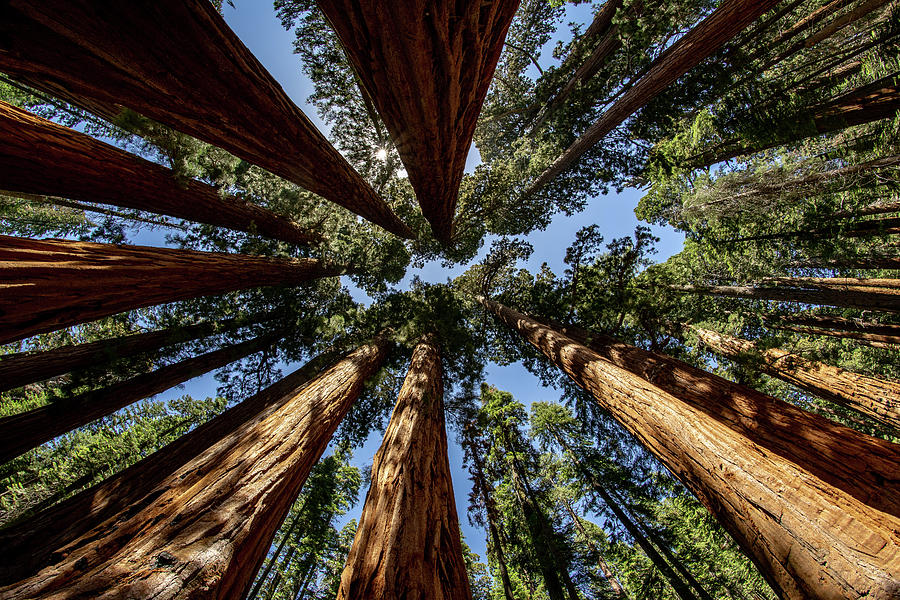Looking up at Sequoia Trees Photograph by Daniel Woodrum