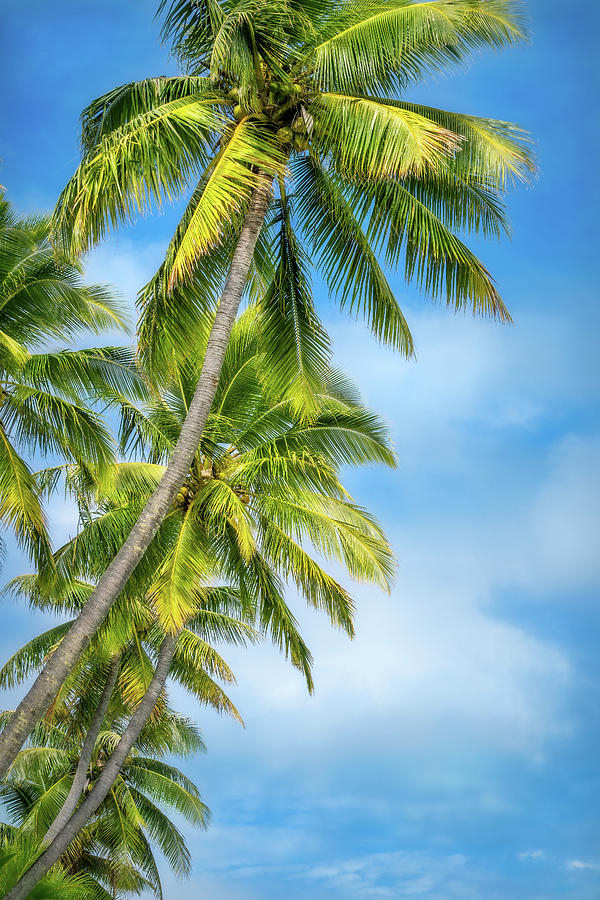 Looking up at some beautiful coconut palm trees by Daniela Constantinescu Looking up at some beautiful coconut palm trees by Daniela Constantinescu