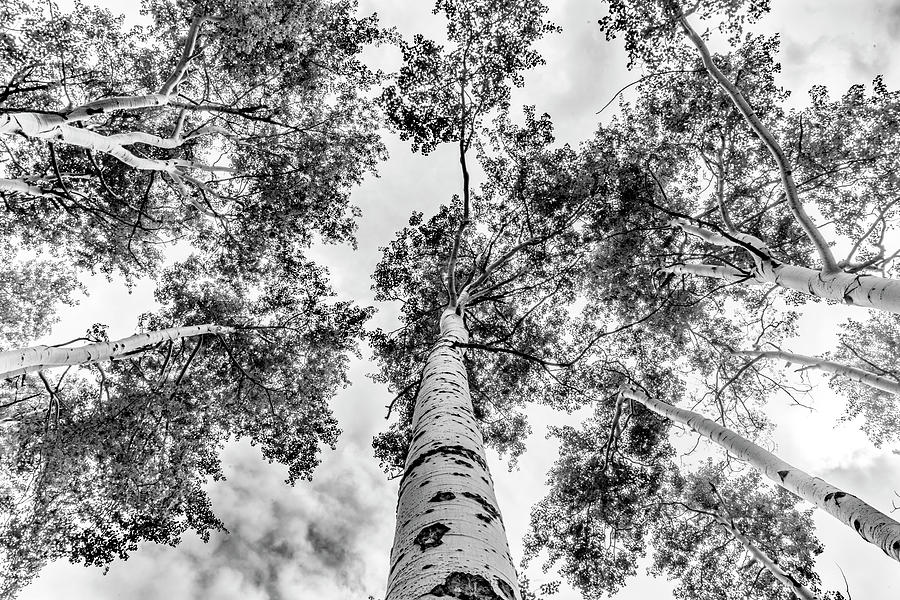 Looking Up by Brian Johnson Looking Up by Brian Johnson