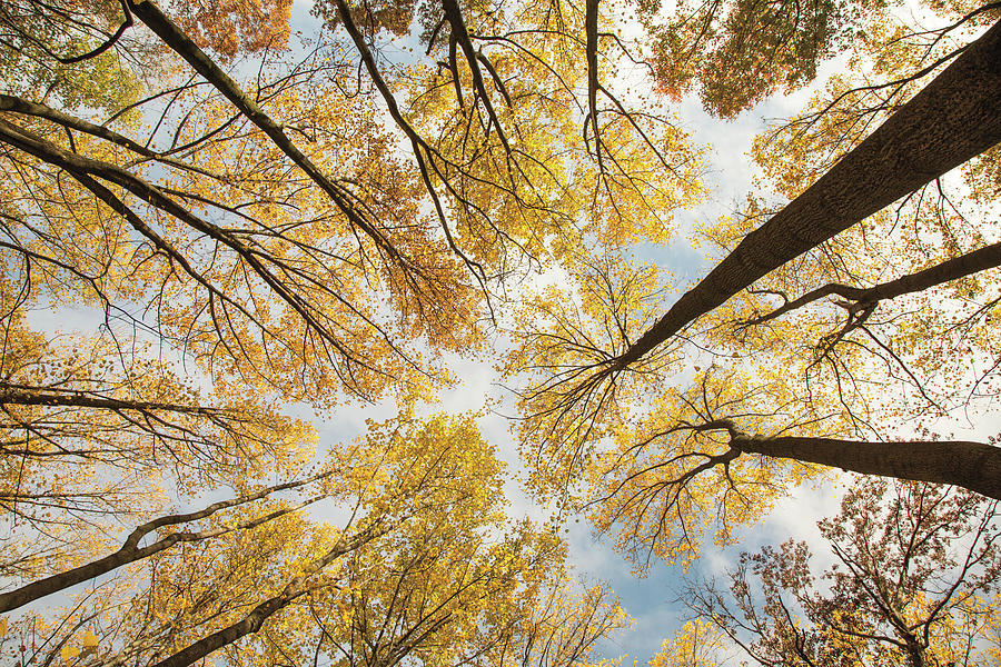 Fall Photograph - Looking Up I by Aledanda