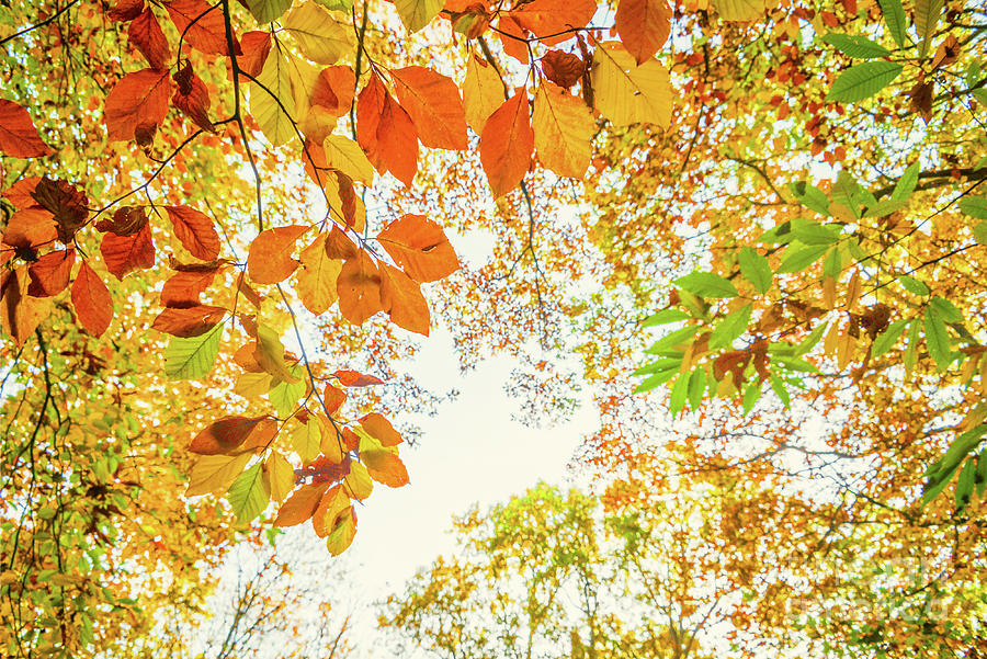 Looking up in autumn Photograph by Delphimages Photo Creations