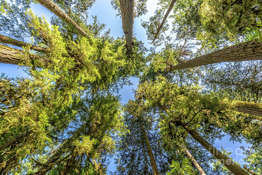 Looking up at trees in Cathedral Grove forest Photograph by Delphimages Photo Creations
