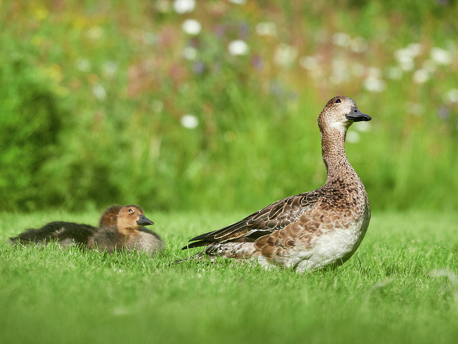 Looking up like mother does. Eurasian wigeon family Photograph by Jouko Lehto