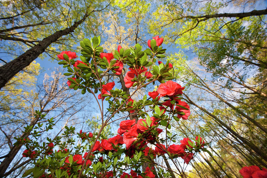 Looking Up With Forground Of An Azelea Photograph by Darrell Gulin Looking Up With Forground Of An Azelea Photograph by Darrell Gulin