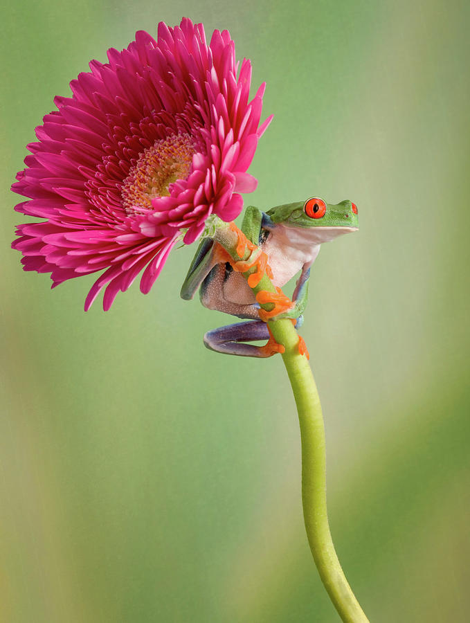 Animal Photograph - Lookout by Cheryl Schneider Animal Photograph - Lookout by Cheryl Schneider