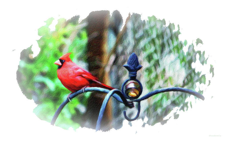Lookout Duty Cardinal Photograph by Diane Lindon Coy