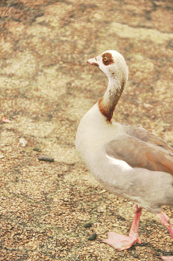 Geese Photograph - Looks Like An Egyptian Goose by JAMART Photography