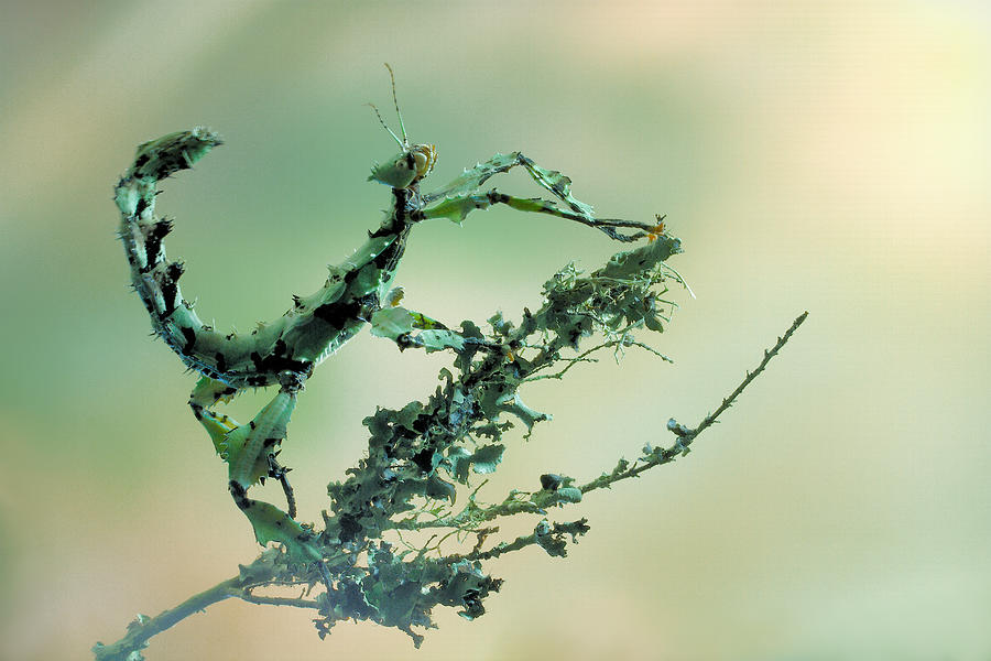 Insects Photograph - Looks Like Lichen by Jimmy Hoffman