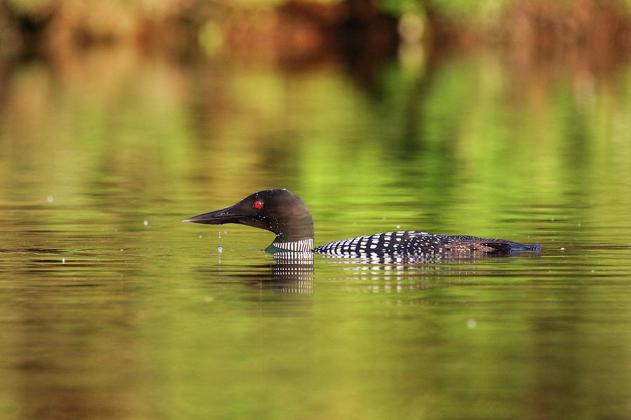 Loon Photograph - Loon 101 by Brook Burling