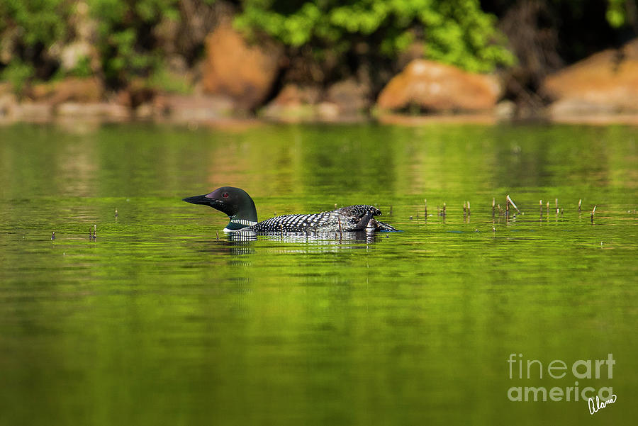 Loon by Alana Ranney Loon by Alana Ranney