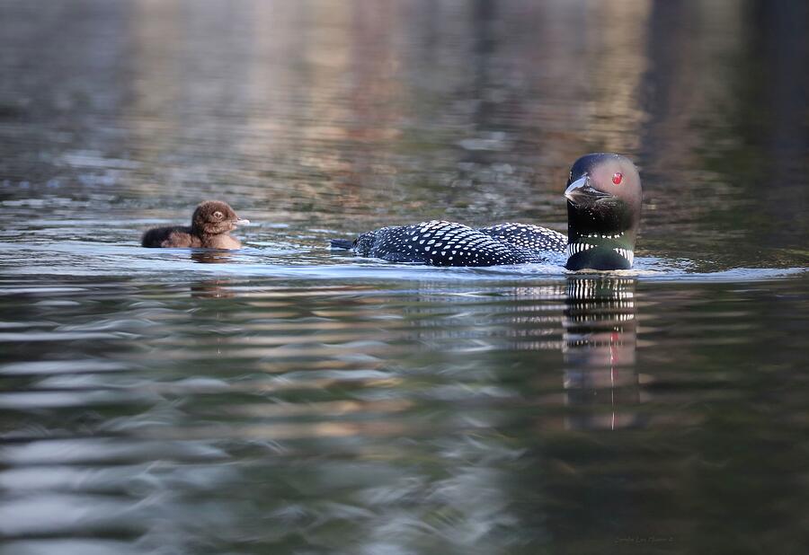 Loon and Chick at Dawn Photograph by Sandra Huston