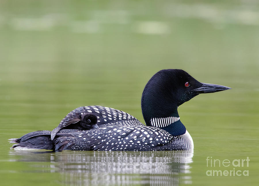 Loon and Chick Photograph by Shannon Carson