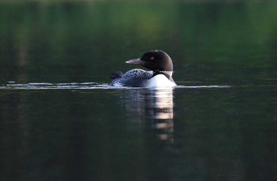 Loon and Deep Green Reflections Photograph by Sandra Huston