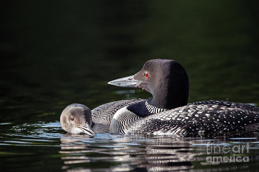 Loon and Juvenile Photograph by Shannon Carson