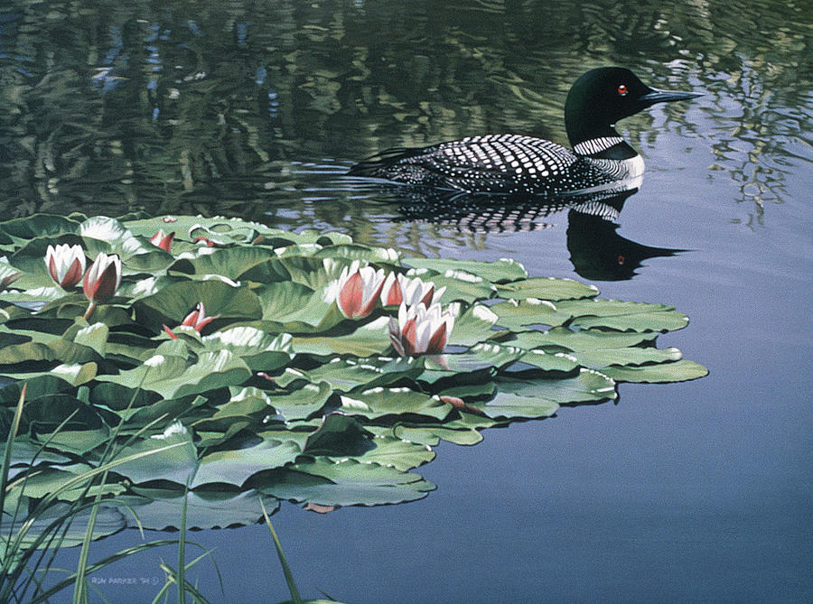 Loon And Lilies Painting by Ron Parker