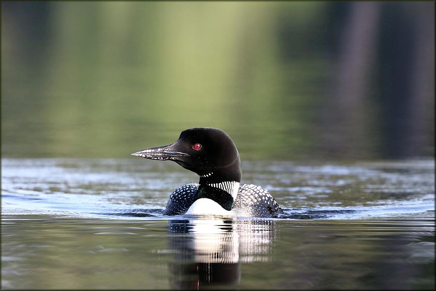 Loon and Shimmering Reflections Photograph by Sandra Huston