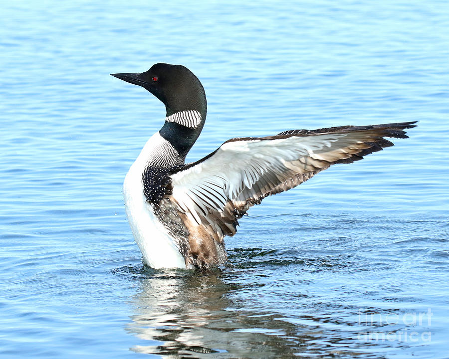 Loon Breach  Photograph by Heather King