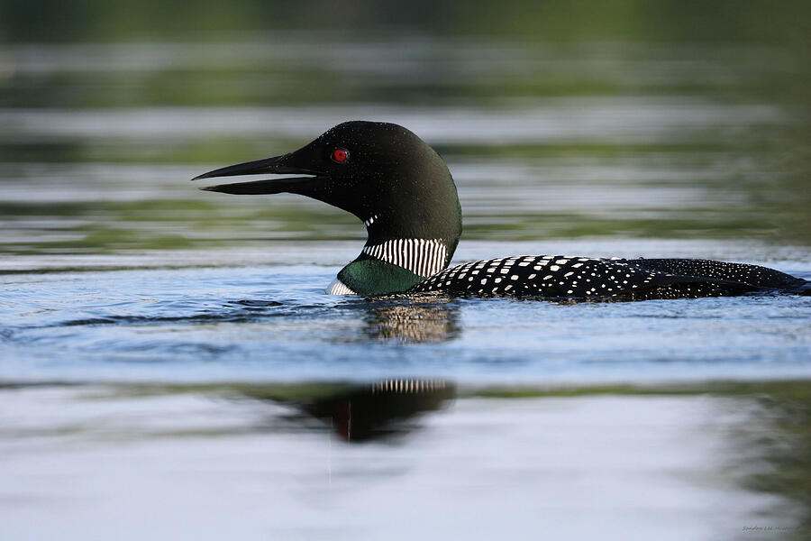 Loon Calling Its Mate Photograph by Sandra Huston
