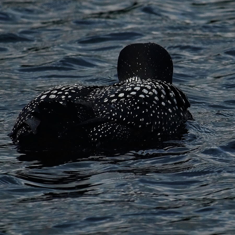 Loon Checkerboard Photograph by Dale Kauzlaric